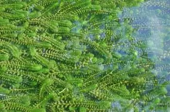 Водоросль (Elodea canadensis), растущая в реке Плоня в Щецине-Домбе, Польша.