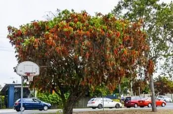 Красивое дерево плакучей бутылочной щетки (Melaleuca viminalis), растущее возле баскетбольной площадки.