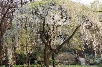 Плакучая вишня «Пендула» (Prunus subhirtella «Pendula»).