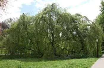 Массивный плакучий бук (Fagus sylvatica 'Pendula') в яркий, слегка пасмурный день.