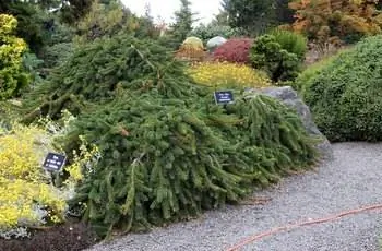 Плакучая ель обыкновенная (Picea abies 'Pendula') в ботаническом саду побережья Мендосино в Форт-Брэгге, Калифорния.