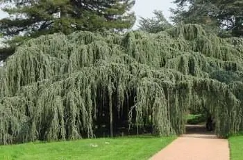 Гигантский плакучий голубой атласский кедр (Cedrus atlantica ‘Glauca Pendula’) раскинулся в ботаническом саду во Франции.