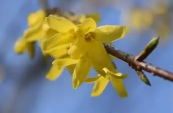 Крупный план желтых цветков корейской форзиции (Forsythia ovata).