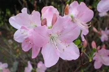 Цветок королевской азалии (Rhododendron schlippenbachii) в ботаническом саду Вроцлавского университета в Польше.