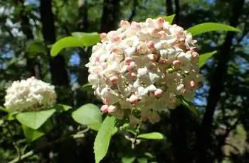 Белые цветки калины корейской (Viburnum carlesii), растущей в грозди.