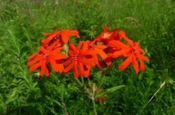 Крупный план красных цветков лихниса блестящего (Lychnis fulgens).