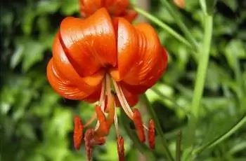 Крупный план цветка сияющей коралловой лилии (Lilium pumilum).