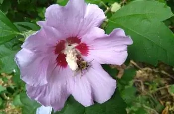 Прекрасная розовая роза Шарона (Hibiscus syriacus) с красным центром и пчелой, проверяющей ее пыльцу.