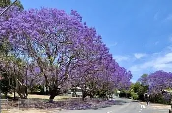 Ряд деревьев жакаранды (Jacaranda mimosifolia) вдоль улицы в солнечный день.