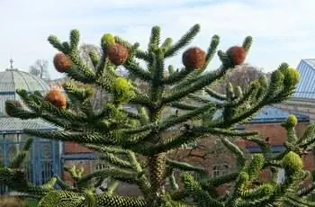 Ветви обезьяньего дерева-головоломки (Araucaria araucana) расходятся в разные стороны.