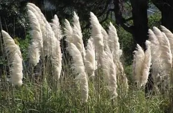 Растения пампасной травы (Cortaderia Selloana) развеваются на ветру.