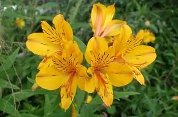 Нежные оранжевые и желтые цветы лилии инков (Alstroemeria aurea).