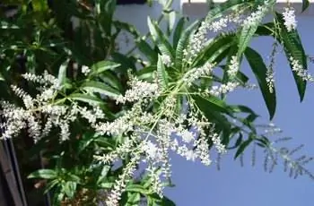 Крупный план маленьких белых цветков вербены лимонной (Aloysia citriodora).