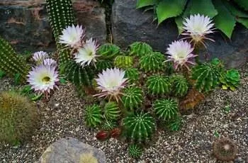 Симпатичные маленькие кактусы пасхальной лилии (Echinopsis oxygona), сгруппированные вместе, некоторые из которых цветут.