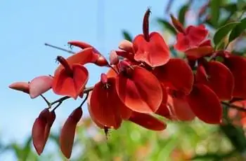 Великолепный коралл и красные цветы кораллового дерева петушок (Erythrina crista-galli).