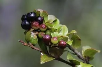 Ветка вечнозеленой черники (Vaccinium ovatum) с растущими на ней плодами.