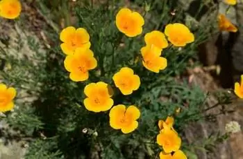 Ярко-желтые и оранжевые цветки калифорнийского мака (Eschscholzia Californica).