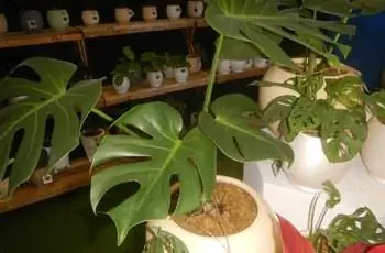 Несколько растений швейцарского сыра (Monstera deliciosa), растущих в сферических горшках на столе.