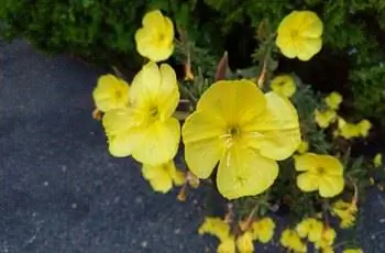 Крупный план цветов желтой вечерней примулы (Oenothera biennis).