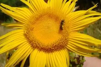 Крупный план очень желтого цветка гигантской блошки (Inula Magnifica).