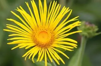 Восхитительный желтый цветок девясила (Inula helenium).