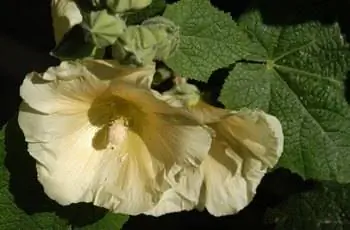 Крупный план нежно-желтого цветка мальвы (Alcea rosea).