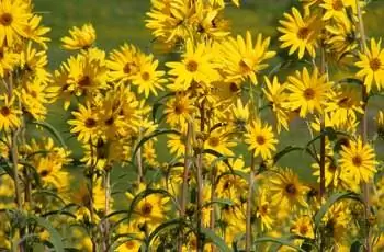 Группа высоких, элегантных подсолнухов Максимилиана (Helianthus maximiliani), тянущихся к солнцу.