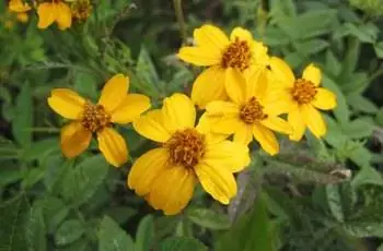 Горстка милых желтых мексиканских бархатцев (Tagetes lemmonii) в цвету.