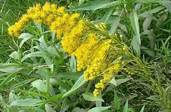 Гроздь желтых сладких цветов золотарника (Solidago chilensis).