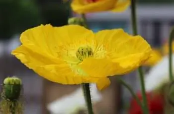 Замечательный желтый исландский мак (Papaver nudicaule) в цвету.