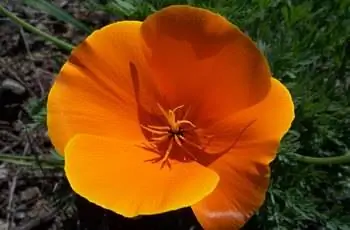 Крупный план динамично оранжевого цветка калифорнийского мака (Eschscholzia Californica).