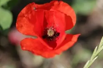 Восхитительный красный мак Фландрии (Papaver rhoeas) в цвету.