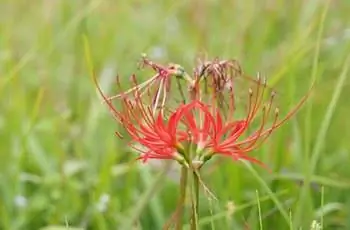 Крупный план нежного цветка красной паутинной лилии (Lycoris radiata).