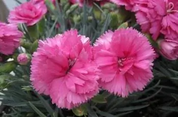 Два больших розовых цветка гвоздики (Dianthus caryophyllus).