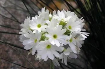 Гроздь цветков белой примулы (Primula spp.).