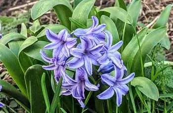 Пурпурно-белые цветки фиолетового гиацинта (Hyacinthus orientalis).