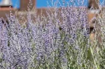 Букет нежных цветов русского шалфея (Salvia atriplicifolia), растущих вместе.