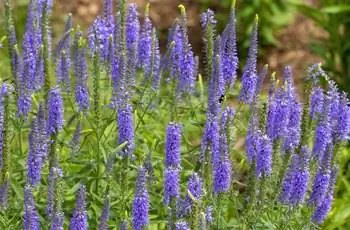 Прекрасные фиолетовые цветы вероники с шипами (Veronica spicata), растущей прямо.