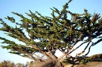 Красивый кипарисовик Монтерей (Hesperocyparis macrocarpa).