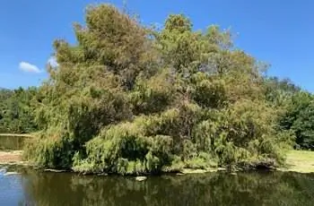 Массивный лысый кипарис (Taxodium distichum), растущий в природном центре Грин-Кей и водно-болотных угодьях в Бойнтон-Бич, Флорида.