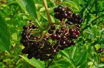 Группа темной американской бузины (Sambucus canadensis), растущей на ветке.