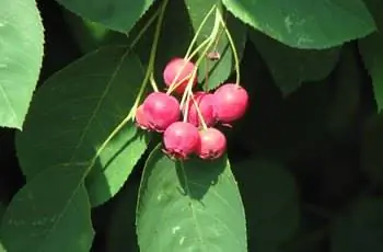 Несколько красных плодов июньской ягоды (Amelanchier lamarckii), впитывающих солнце.