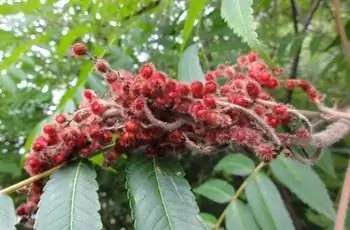 Ветка, полная плодов оленьего сумаха (Rhus typhina).