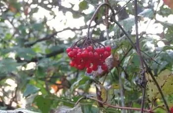 Гроздь плодов клюквы высокорослой (Viburnum opulus var. americanum).