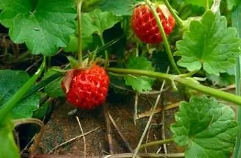 Две маленькие земляники (Fragaria Virginiana), растущие на лозе.