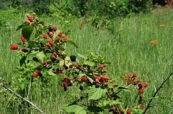 Дикая местная ежевика (Rubus allegheniensis) растет вверх.