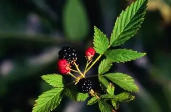 Несколько плодов, растущих на лозе ежевики (Rubus flagellaris).