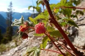 Несколько местных красных малин (Rubus idaeus var. strigosus), обращенных к солнцу.