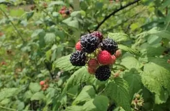 Горсть черной малины (Rubus occidentalis), готовой к сбору урожая.