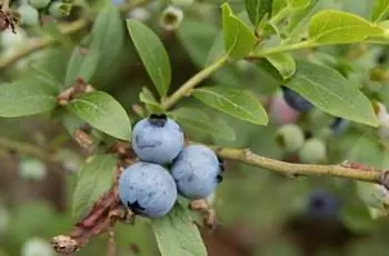 Три низкорослые ягоды голубики (Vaccinium angustifolium), растущие на ветке.